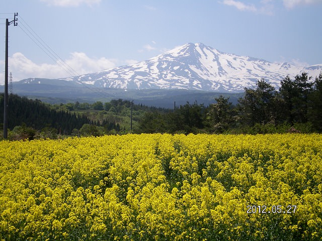 鳥海高原 菜の花祭り おおうち今野調剤薬局 秋田県由利本荘市 Meron 町のくすり屋さんが集まるポータルサイト