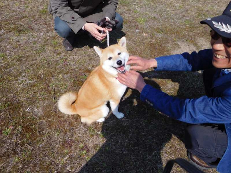 日本犬保存会の宮城支部展 あい薬局 宮城県仙台市泉区 Meron まちのくすり屋さんが集まるポータルサイト